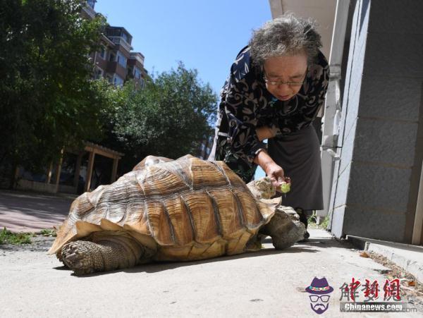 養了十年的烏龜突然死了：家里養了十幾年的烏龜突然死了一只,另外兩只需要嗎?