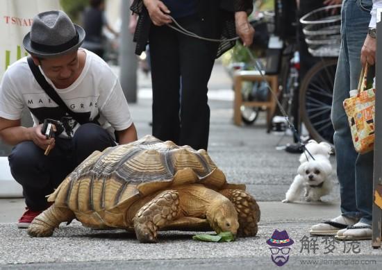 巴西龜養幾只比較吉利：請問家里養幾只烏龜吉利？謝謝！