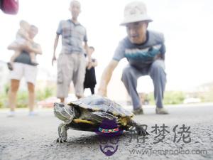 巴西龜死了會遭報應嗎：用炮仗砸死烏龜會遭什麼報應？