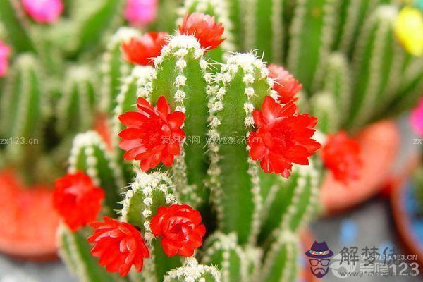 陽臺上養什麼花和植物好對風水好