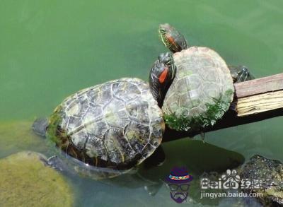 養烏龜養單數還是雙數：為什麼金魚不能養雙數只能養單數？