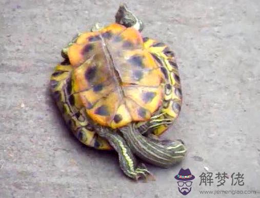 烏龜死亡的姿勢圖片大全：烏龜死前的征兆