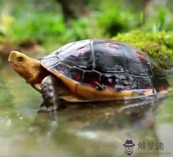 新手養龜應注意什麼：養烏龜需要注意什麼