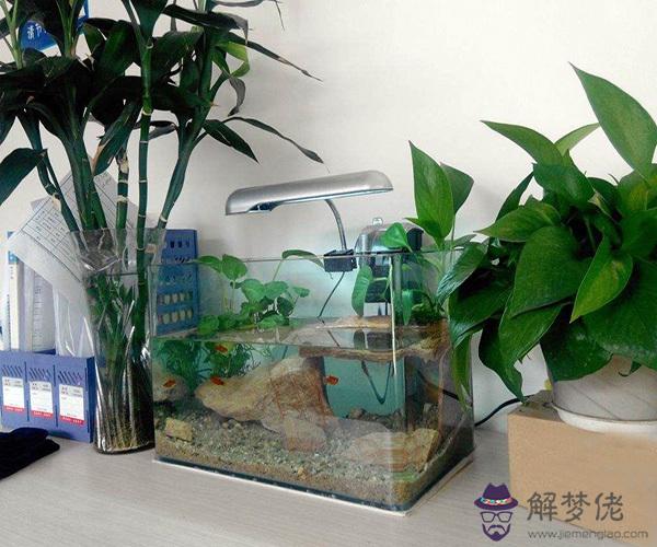 家中養魚一般養多少條：想在家養幾條風水魚,請指教