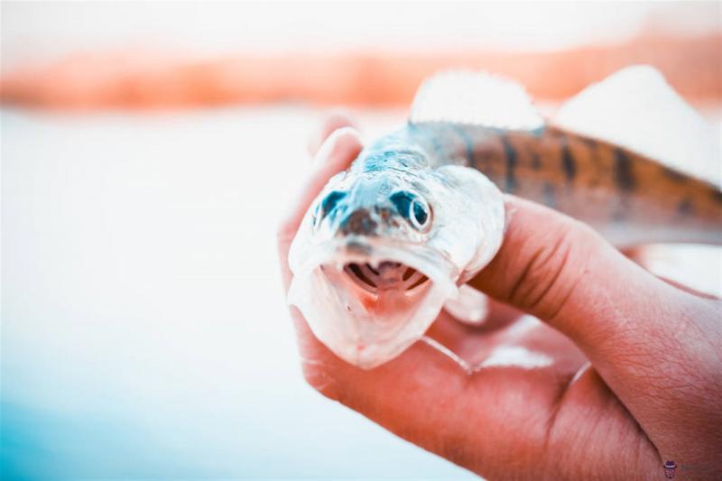 女人夢見空手捉活魚 夢見手抓魚要發財了