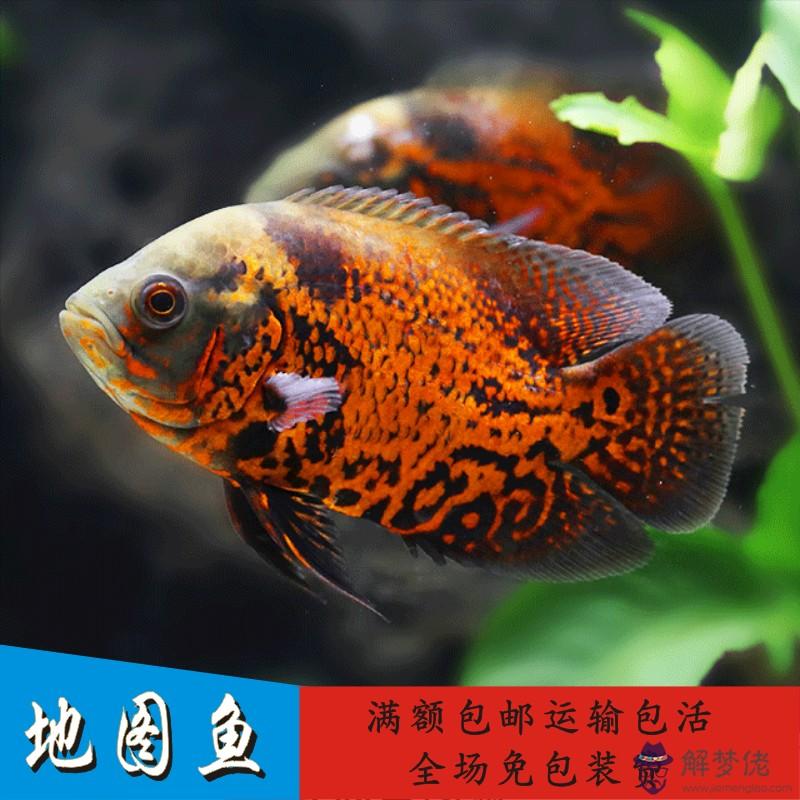 夢見魚5種征兆要發財：夢到好多發財魚，什麼寓意