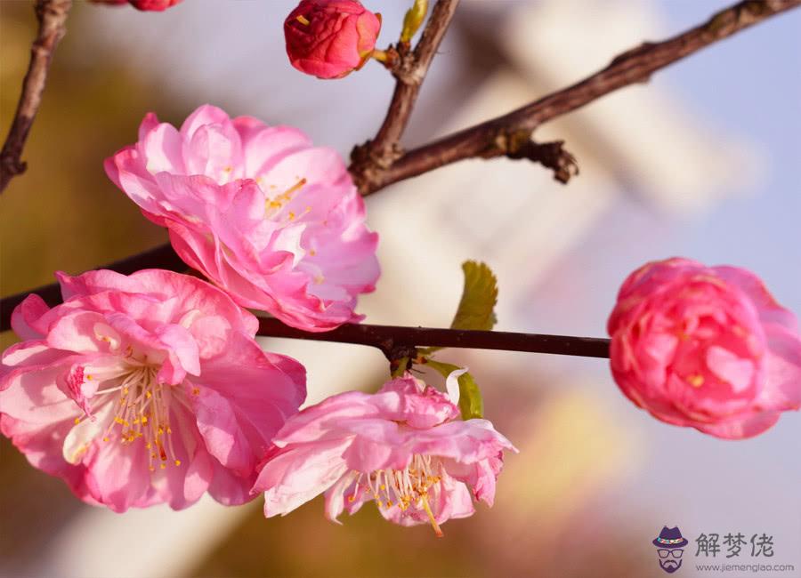 2020年桃花最旺星座：2019年桃花運最好的星座有哪些？