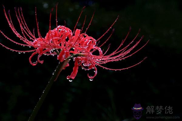 花語：的花語是什麼