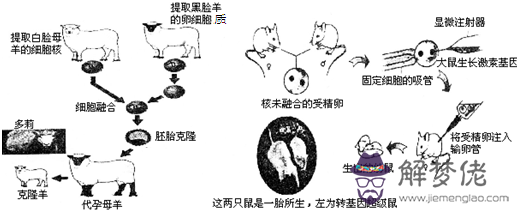 羊和鼠相配婚姻如何在一起合適嗎：屬鼠男與屬羊女相配婚姻好不好？