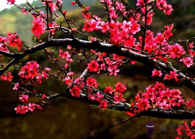 屬牛97年桃花運是哪里：屬牛居住哪個方向桃花運