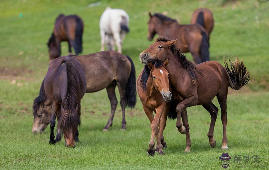 Grassland:He often works.什麼The grassland？