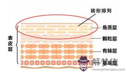 如何增厚臉部角質層:皮膚角質層太薄，怎麼樣可能增厚皮膚表皮？