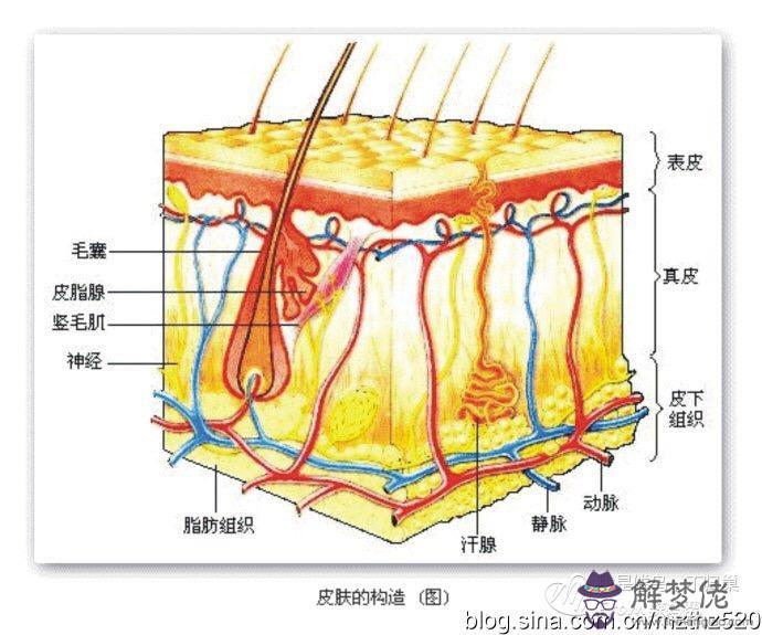 皮膚角質層薄怎麼修復:角質層薄的人要如何保養皮膚