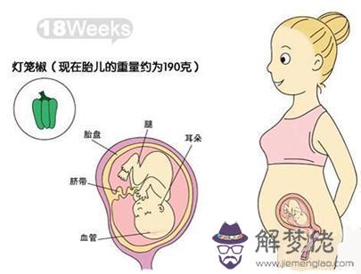 5個半月寶寶發育標準:五個月寶寶身高和體重不達標怎麼辦