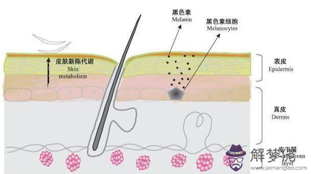 皮和去角質一樣嗎:軟化角質和去角質有什麼不同