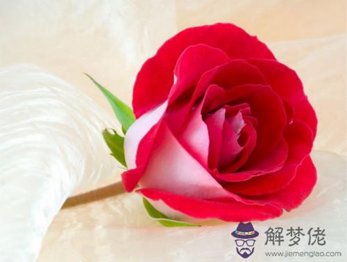 21朵玫瑰代表什麼:21朵玫瑰花代表的是什麼意思 啊?