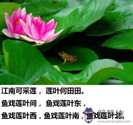 關于鮮花的詩句:描寫花的詩句