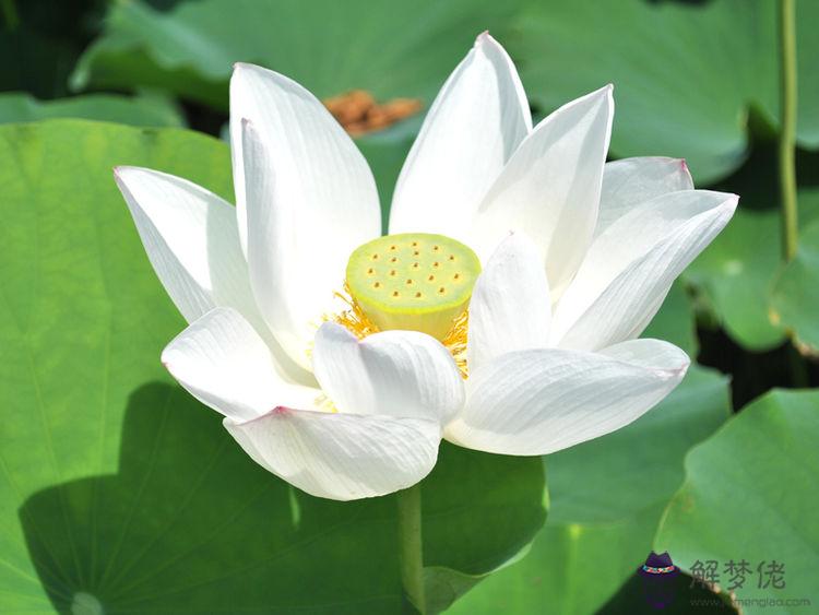 贊美荷花的句子:贊美荷花的詩句