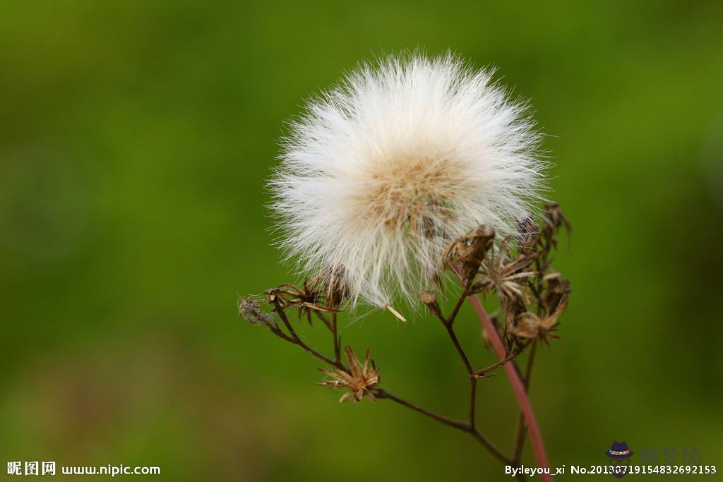 蒲公英的花語與寓意:蒲公英的花語是什麼呢？