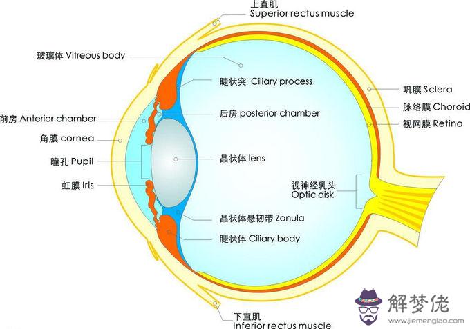 眼睛渾濁是什麼原因:眼睛不清澈，很渾濁，為什麼，如何根治