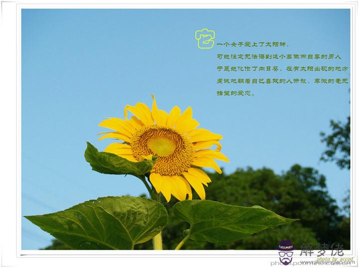 太陽花的寓意和花語:太陽花寓意什麼能比喻什麼人