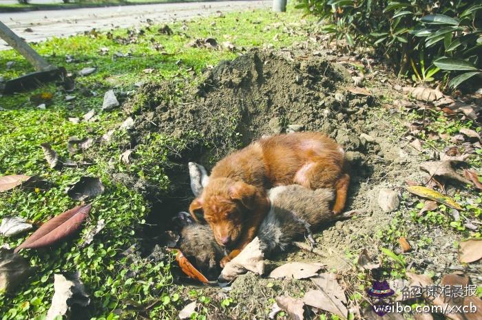 風水葬后雞狗不叫:一家三口雞狗豬三屬相住樓層與風水