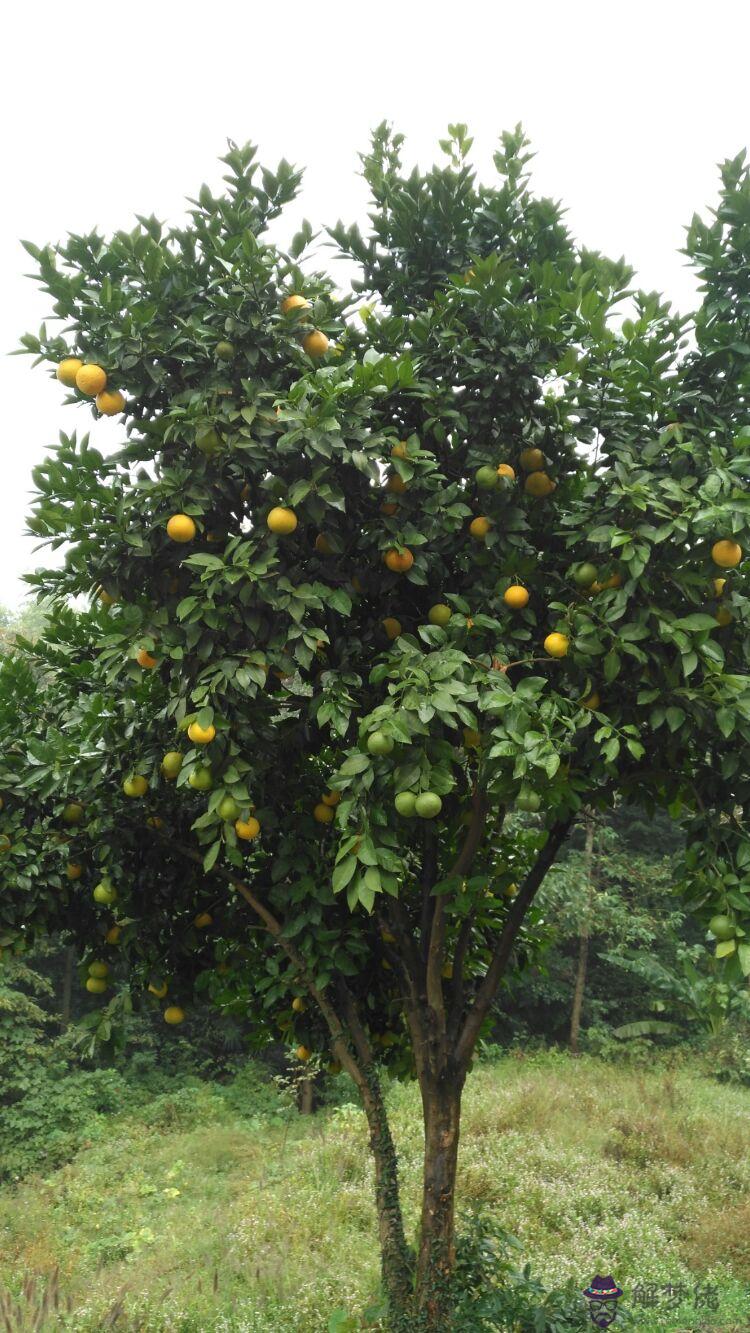 屋前種什麼樹最旺:房子前種什麼樹好