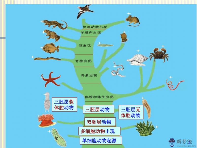 動物分類有哪幾大類:動物可以分為哪幾種？分類的依據是什麼？