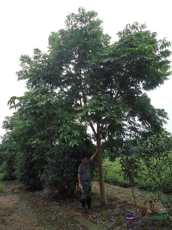 家里種什麼樹風水好:家里種什麼樹風水好，哪種植物可以凈化室內空氣？