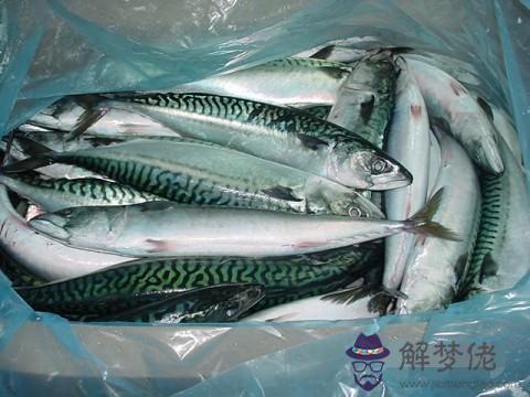 秋刀魚是海魚嗎:海魚秋刀魚怎麼做好吃