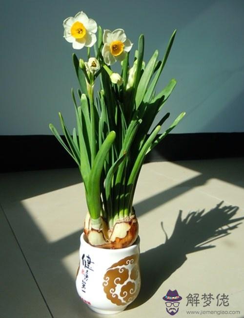 家里養什麼植物好:家里適合養什麼植物？