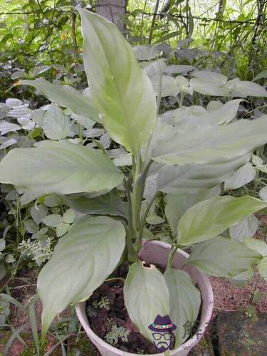 客廳養什麼花好:家里養什麼花比較好？