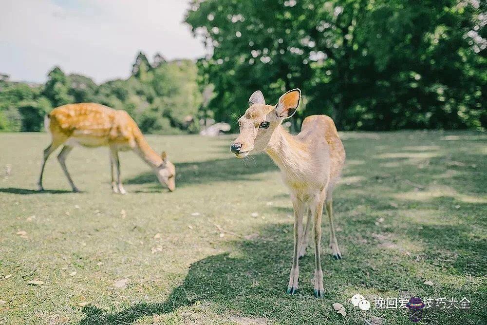 越是嘴硬越是想要關心對方的獅子座，只會用欺負來引起喜歡的人注意嗎？