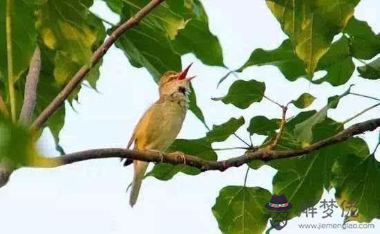 鳥屎掉頭上有什麼預兆:鳥屎掉頭上有什麼預兆